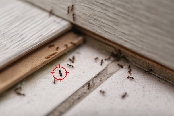 Best Wasp Removal Services  in The Homesteads, TX