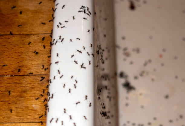 Best Pest Control Near Me  in The Homesteads, TX