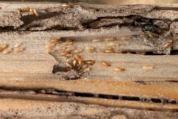 The Homesteads, TX Pest Control Company