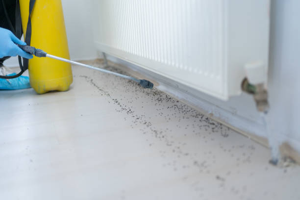 Best Flea Control Services  in The Homesteads, TX